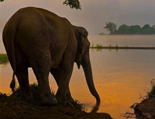 Responsible Elephant-Based Tourism in Southeast Asia | Feb 21st, 2023